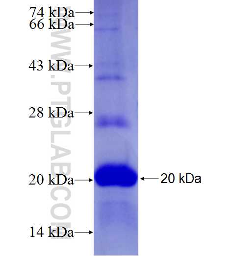 CD83 fusion protein Ag27435 SDS-PAGE