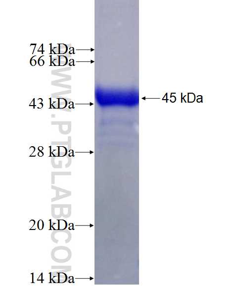 CD83 fusion protein Ag27467 SDS-PAGE