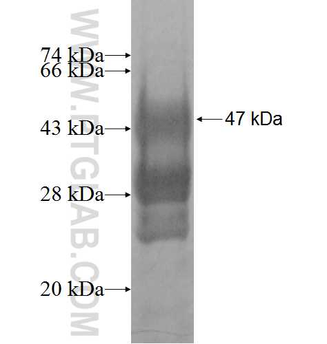 CD83 fusion protein Ag3436 SDS-PAGE