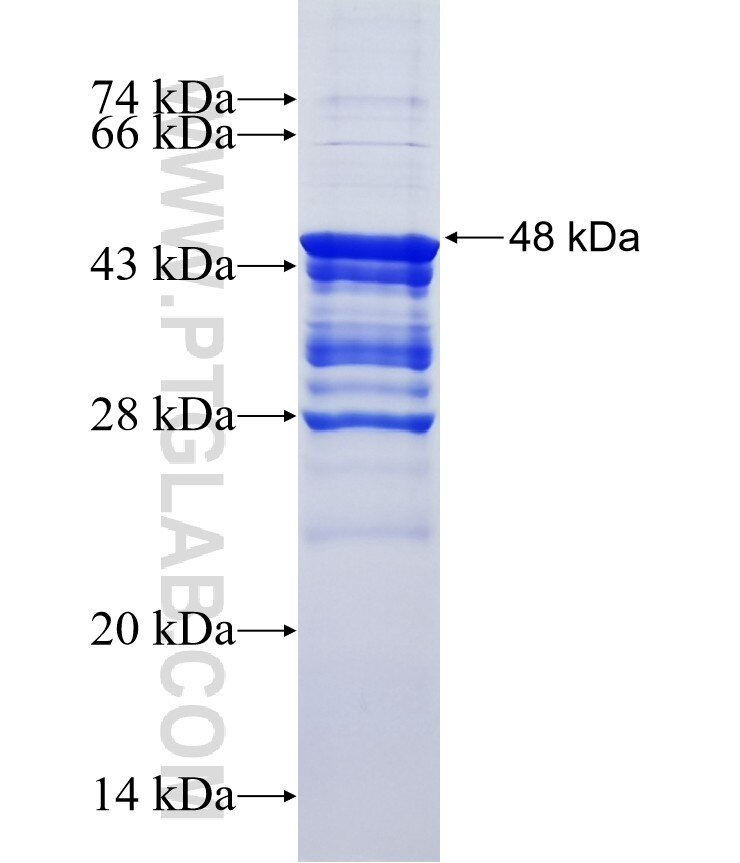 CD83 fusion protein Ag3436 SDS-PAGE