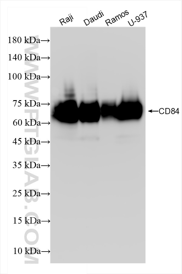 Western Blot (WB) analysis of various lysates using CD84 Recombinant antibody (84245-2-RR)