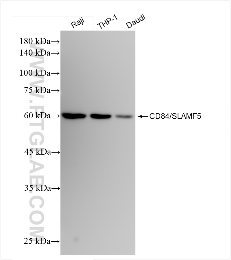 Western Blot (WB) analysis of various lysates using CD84/SLAMF5 Recombinant antibody (83828-4-RR)