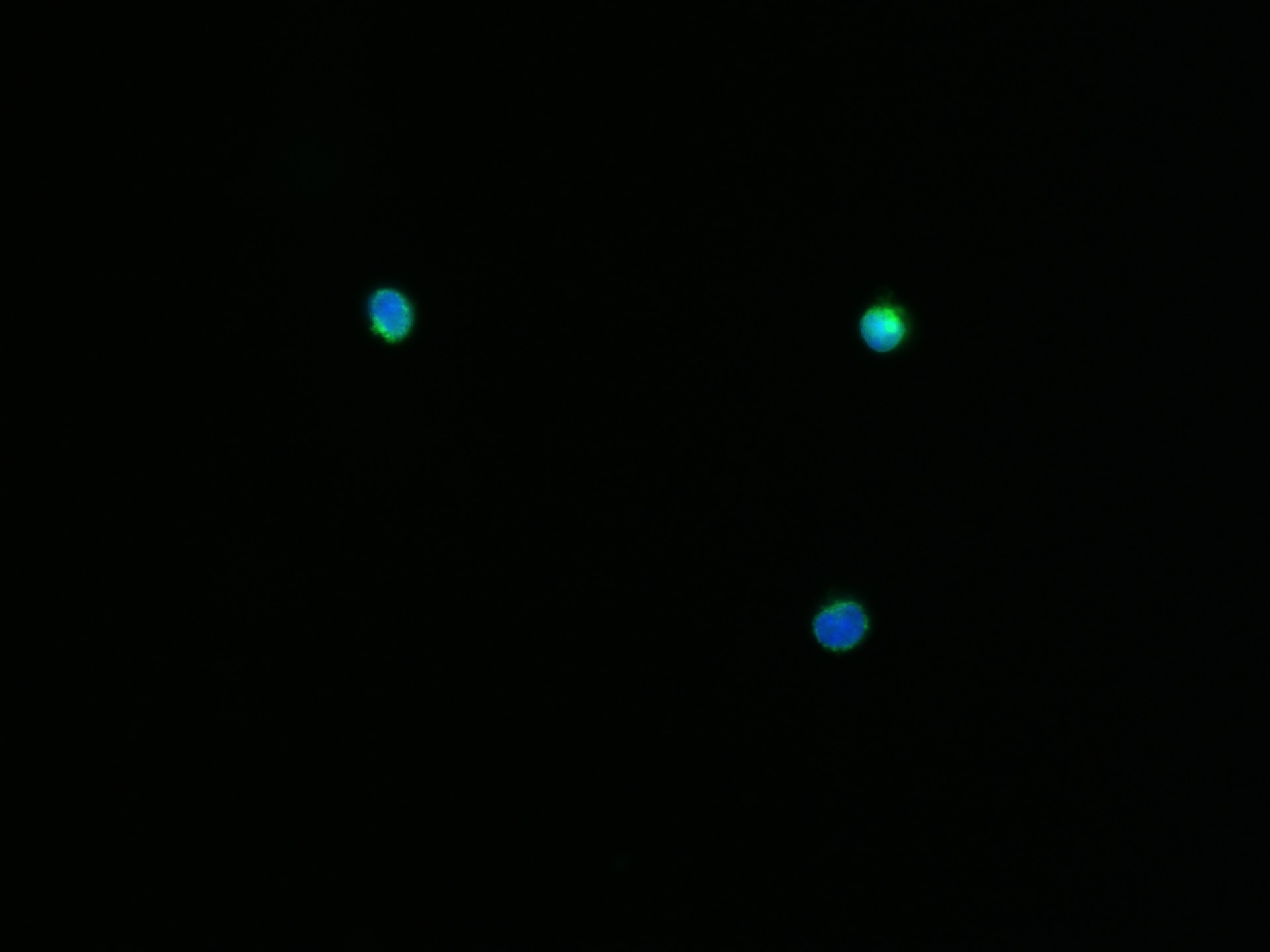 Immunofluorescence (IF) / fluorescent staining of raji cells using CD86 Polyclonal antibody (13395-1-AP)