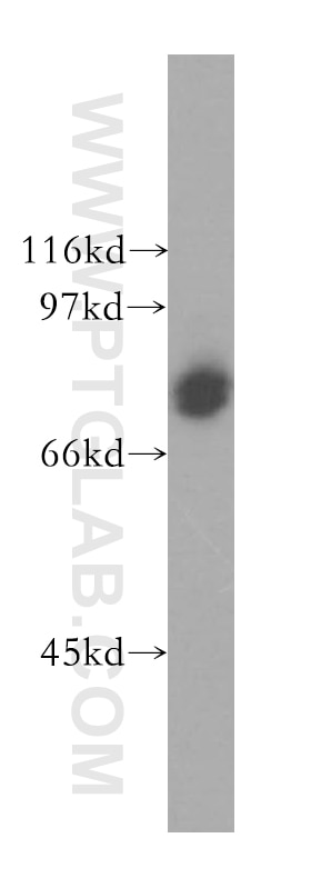 CD86 Polyclonal antibody