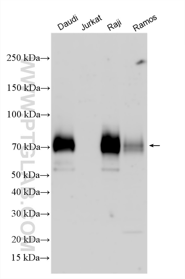 WB analysis using 26903-1-AP Western Blot (WB) analysis of various lysates using CD86 (C-terminal) Polyclonal antibody (26903-1-AP)