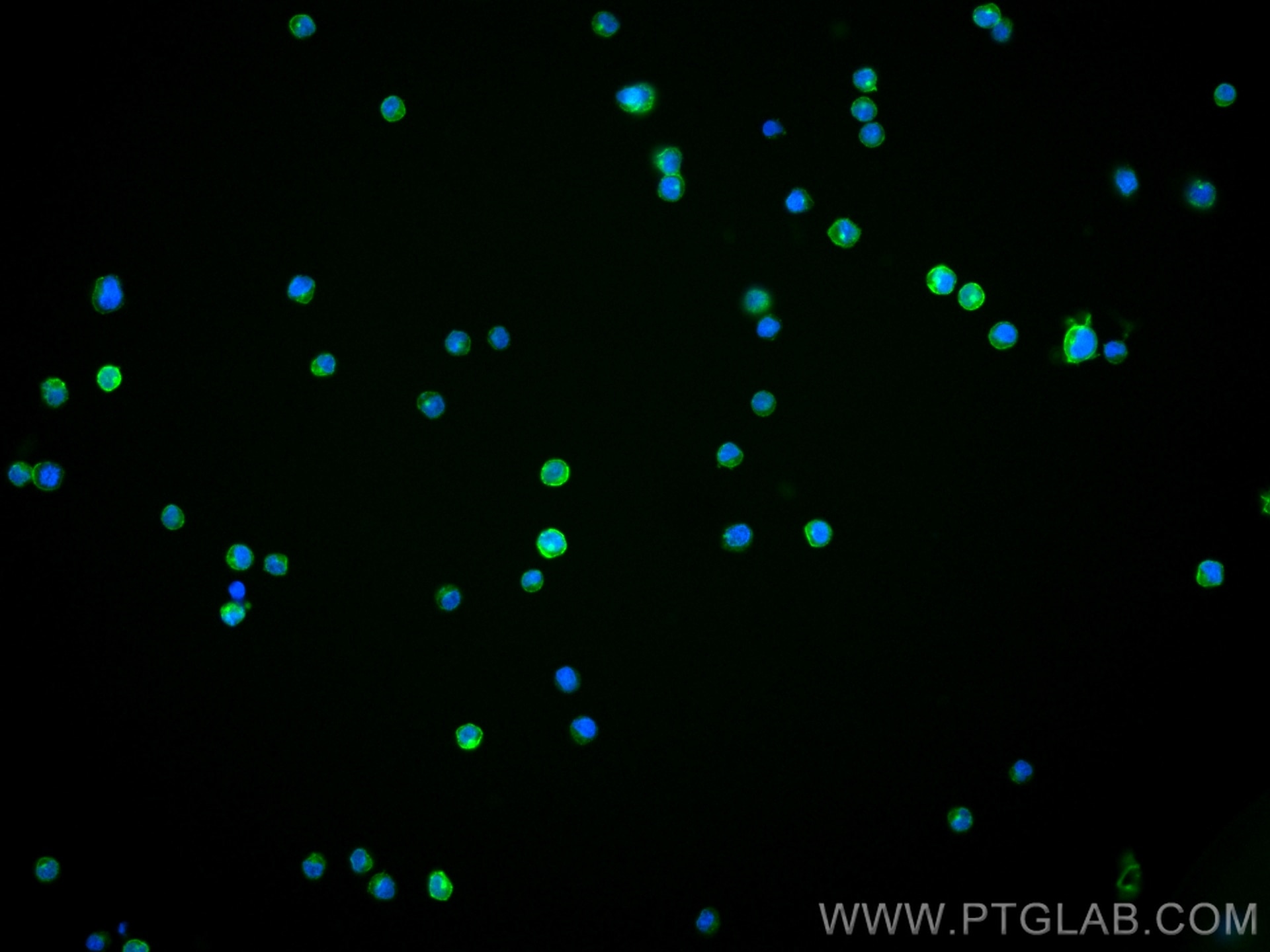 Immunofluorescence (IF) / fluorescent staining of Raji cells using Anti-Human CD86 (BU63) (65165-1-Ig)