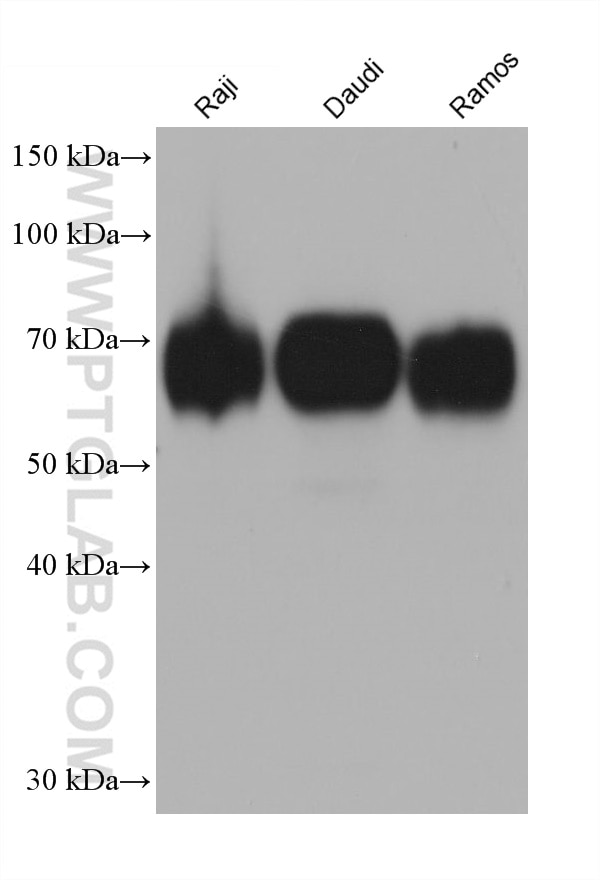 CD86