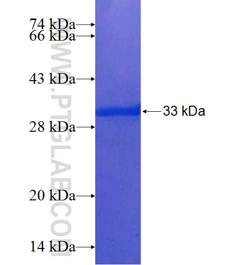 CD86 fusion protein Ag25432 SDS-PAGE