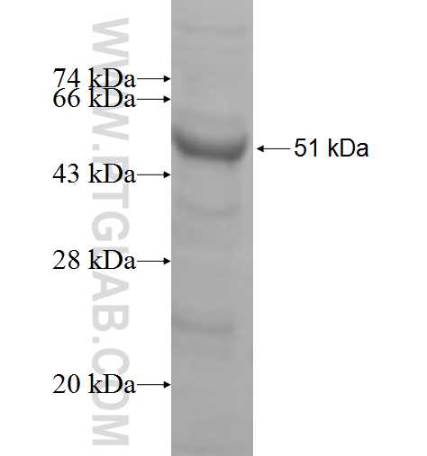 CD86 fusion protein Ag4063 SDS-PAGE