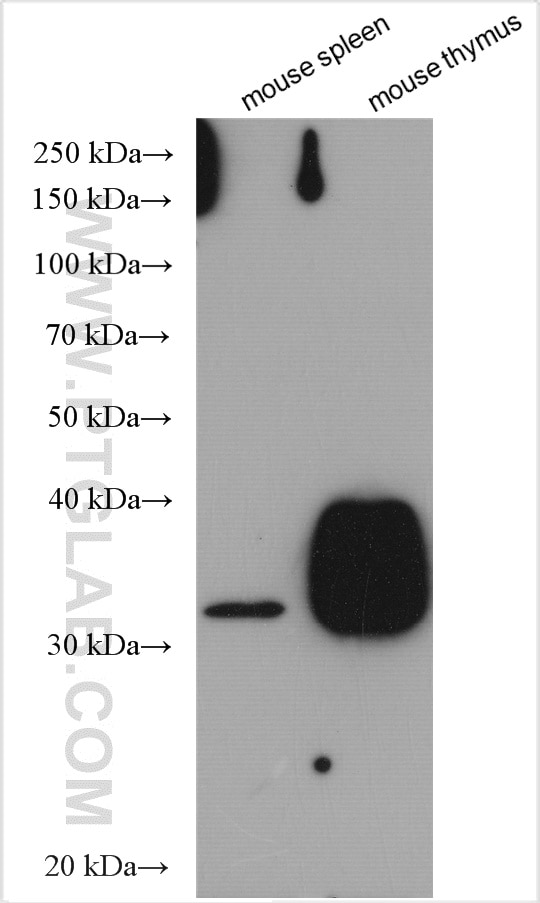Western Blot (WB) analysis of various lysates using CD8a Polyclonal antibody (29896-1-AP)