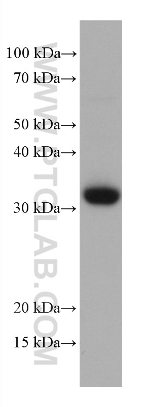 Western Blot (WB) analysis of MOLT-4 cells using CD8 Monoclonal antibody (66868-1-Ig)