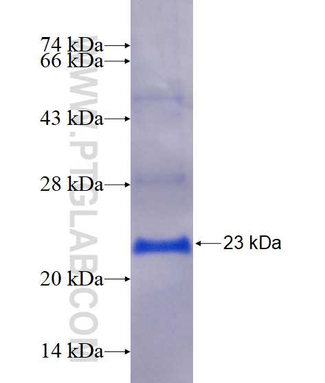 CD8B fusion protein Ag16925 SDS-PAGE