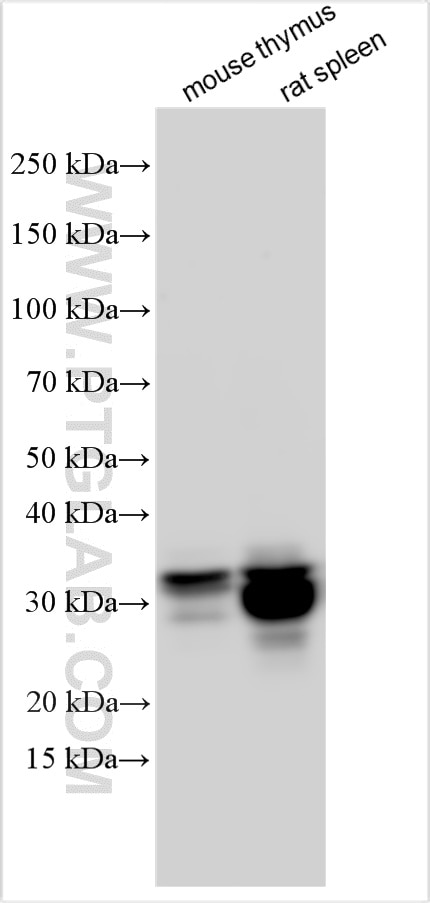Western Blot (WB) analysis of various lysates using CD8a Polyclonal antibody (33186-1-AP)