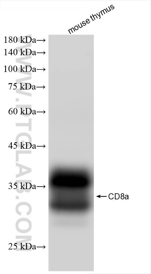 CD8a