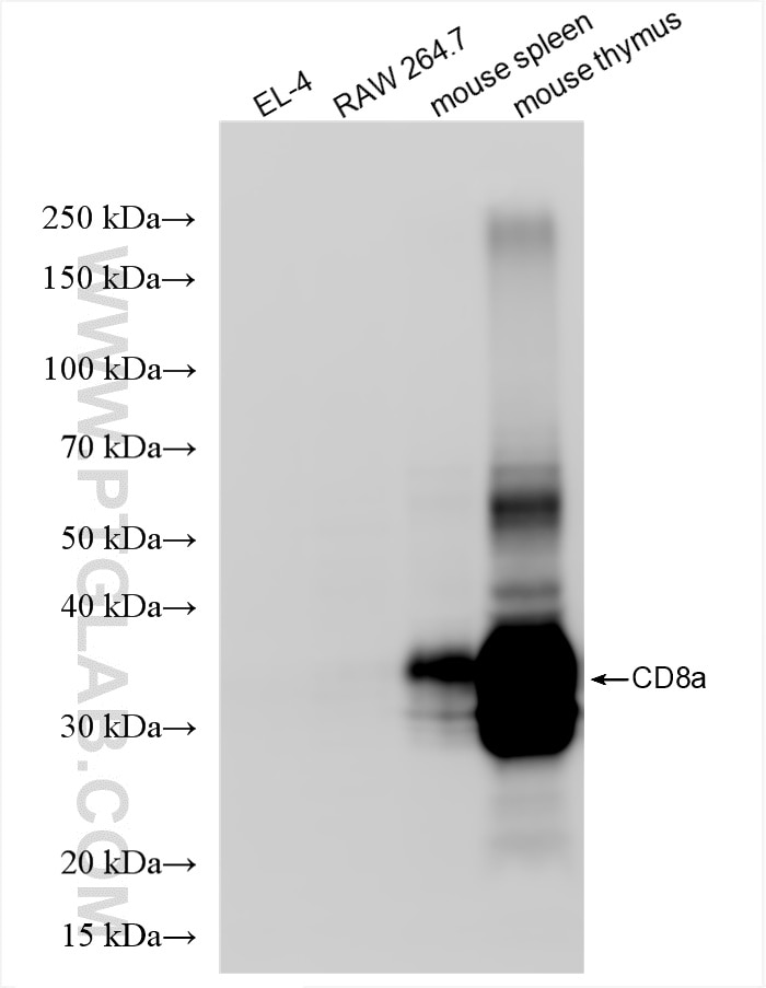 CD8a