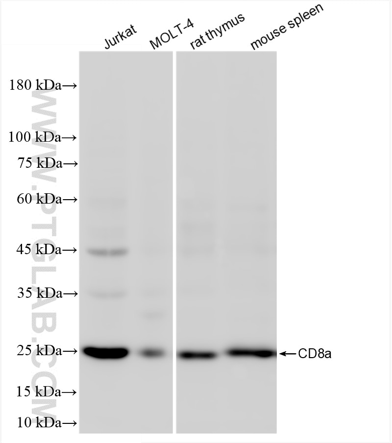 CD8a