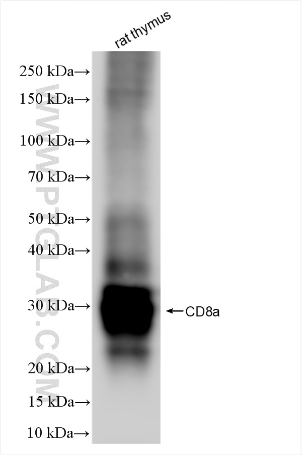 Western Blot (WB) analysis of various lysates using CD8a Recombinant antibody (86119-1-RR)