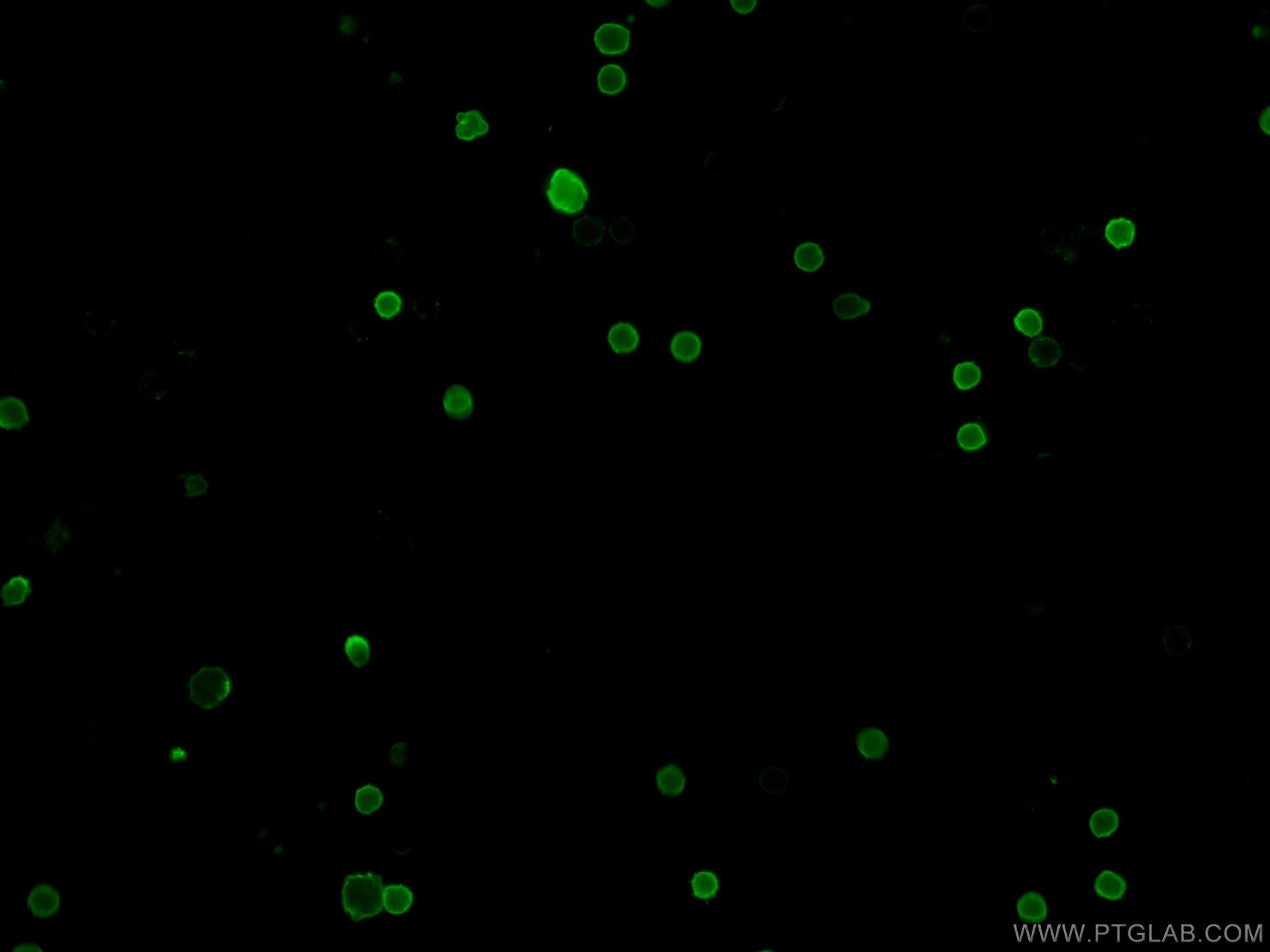 Immunofluorescence (IF) / fluorescent staining of mouse splenocytes using CoraLite®488 Anti-Mouse CD8a (53-6.7) (CL488-65069)