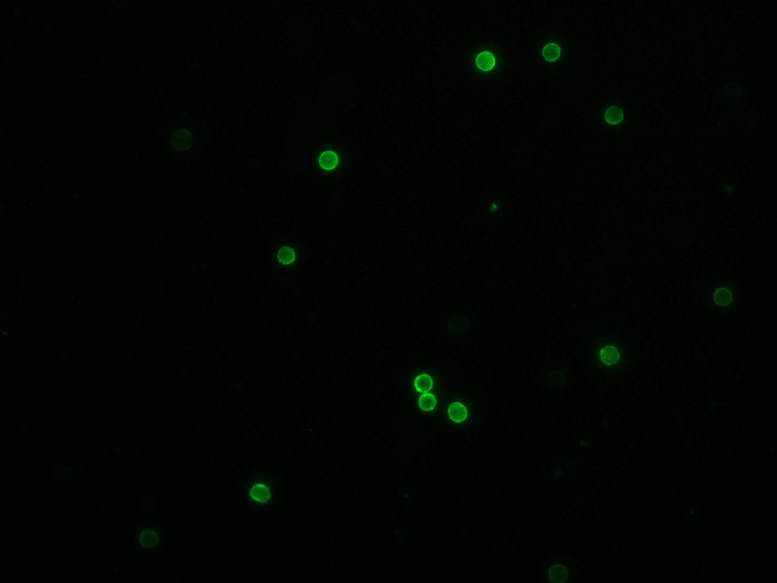 Immunofluorescence (IF) / fluorescent staining of human peripheral blood mononuclear cells using CoraLite® Plus 488 Anti-Human CD8a (Hit8a) (CL488-65113)