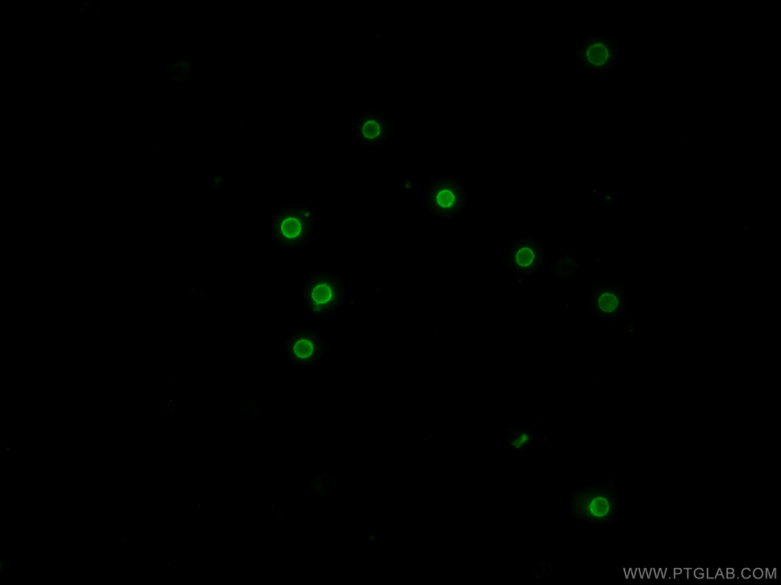 IF Staining of human peripheral blood mononuclear cells using CL488-65135