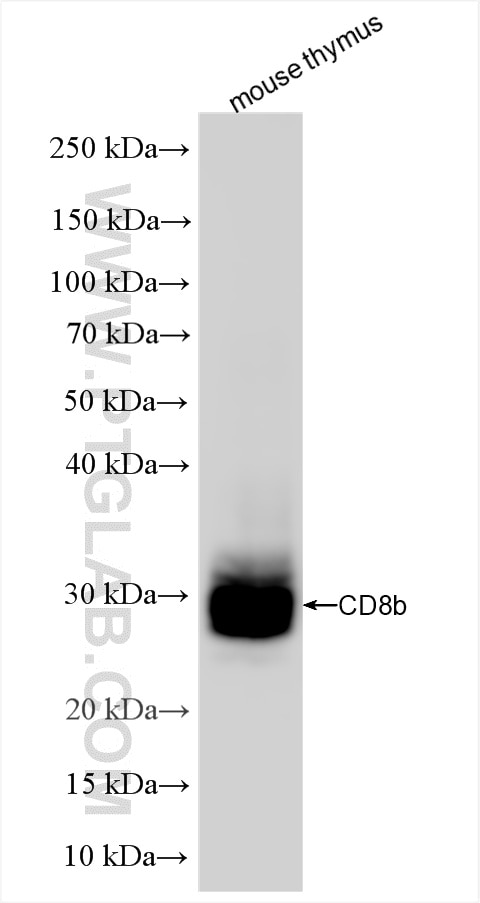 Western Blot (WB) analysis of various lysates using CD8b Recombinant antibody (86024-1-RR)