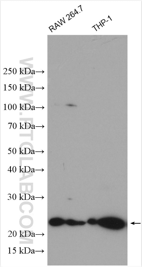 Western Blot (WB) analysis of various lysates using CD9 Polyclonal antibody (20597-1-AP)