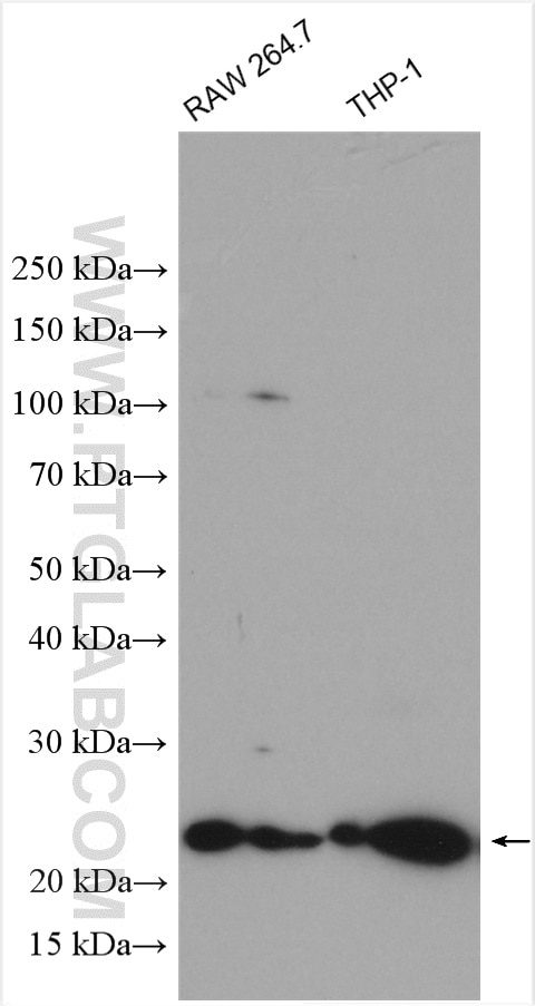 WB analysis using 20597-1-AP