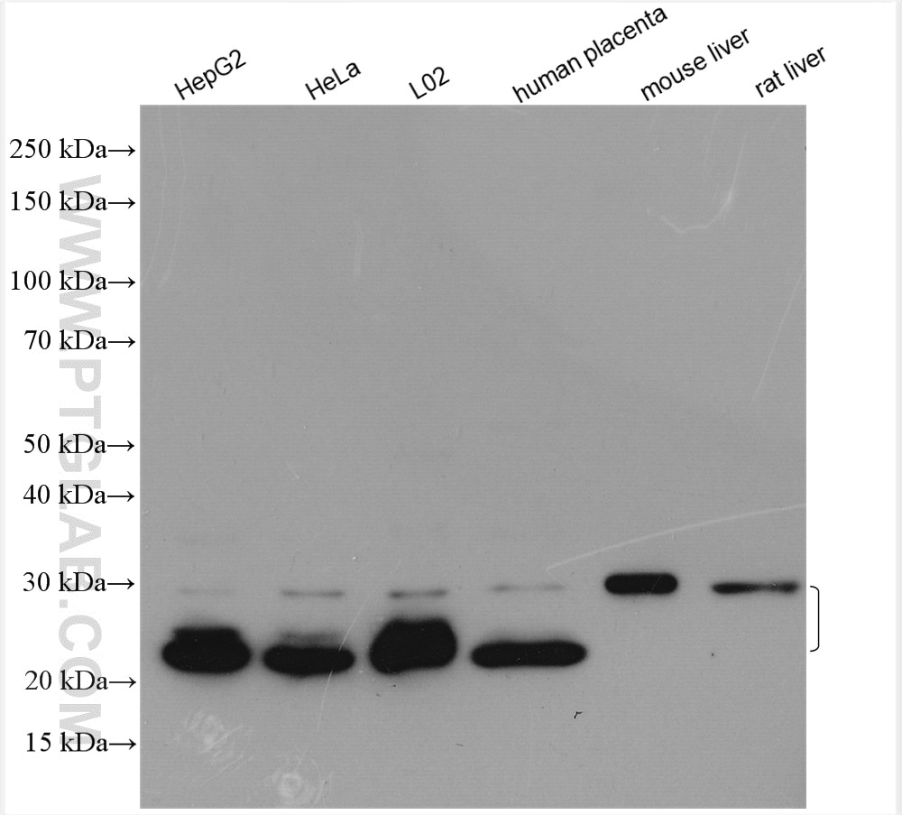 Western Blot (WB) analysis of various lysates using CD9 Polyclonal antibody (20597-1-AP)