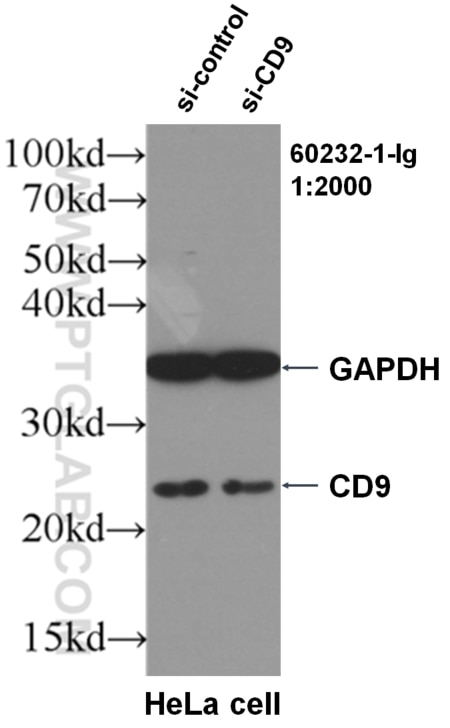 Western Blot (WB) analysis of HeLa cells using CD9 Monoclonal antibody (60232-1-Ig)