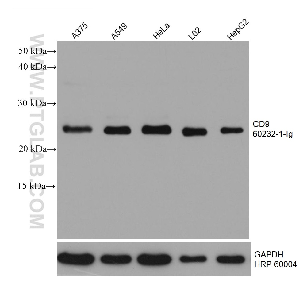 Western Blot (WB) analysis of various lysates using CD9 Monoclonal antibody (60232-1-Ig)