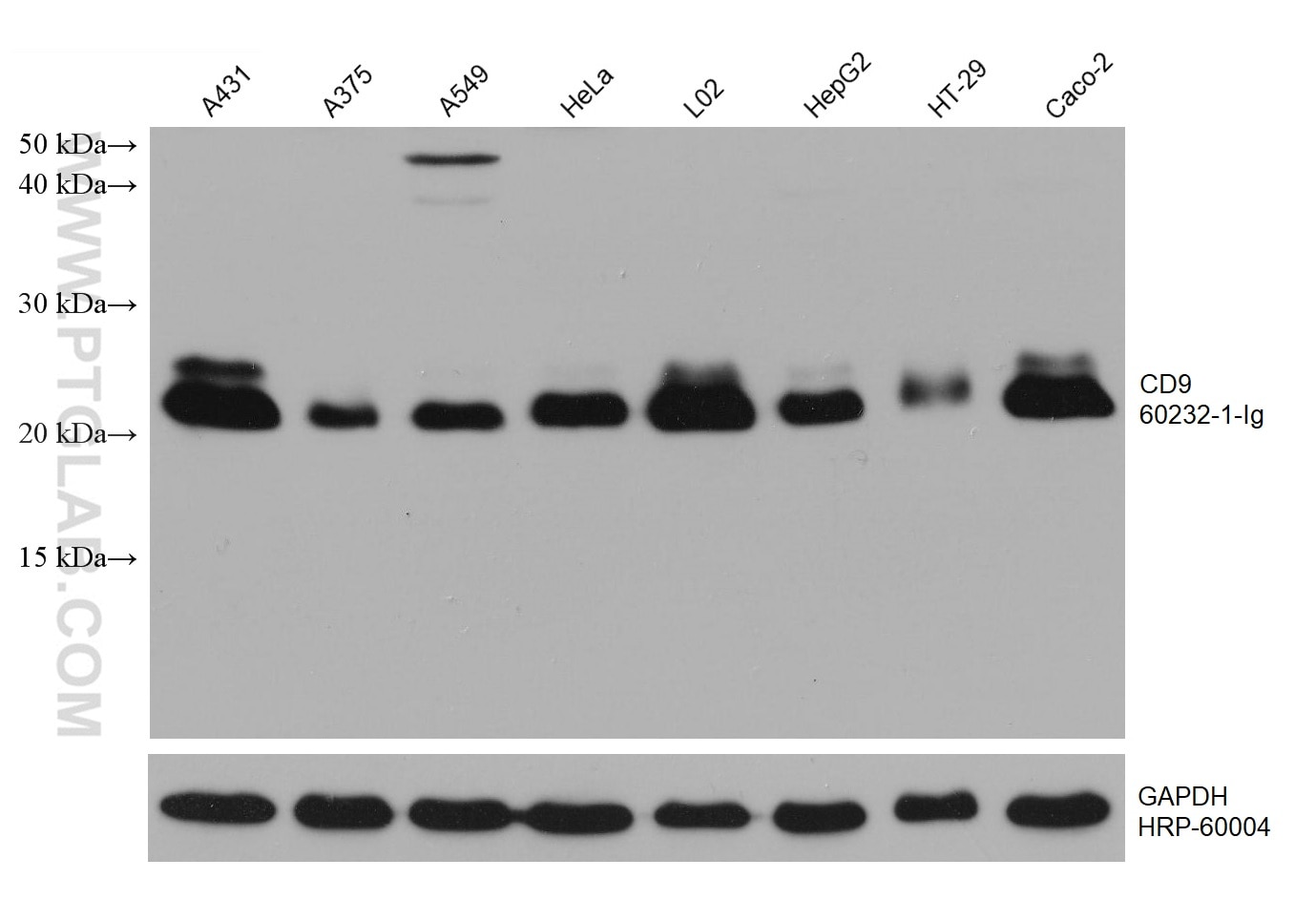 Western Blot (WB) analysis of various lysates using CD9 Monoclonal antibody (60232-1-Ig)