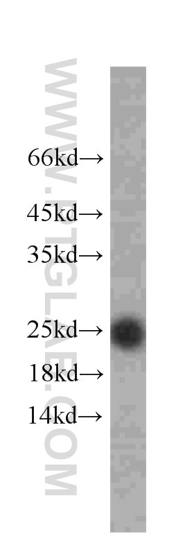 CD9 Monoclonal antibody