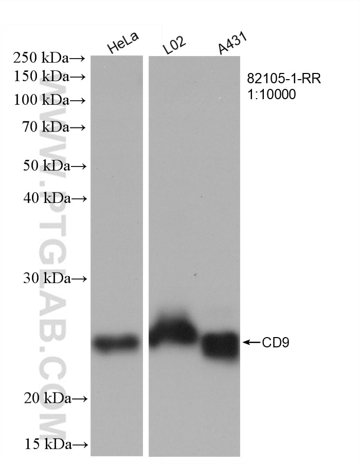 Western Blot (WB) analysis of various lysates using CD9 Recombinant antibody (82105-1-RR)