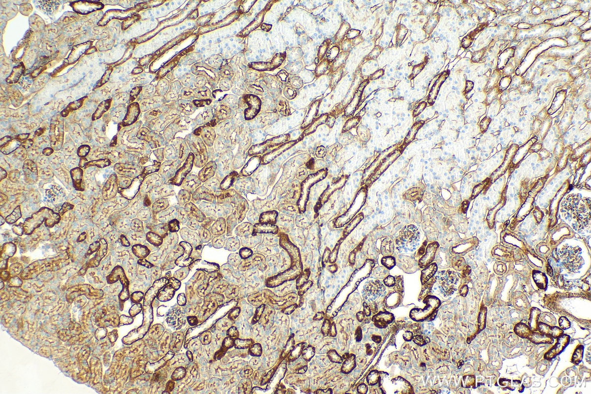 Immunohistochemistry (IHC) staining of mouse kidney tissue using CD9 Recombinant antibody (84801-13-RR)