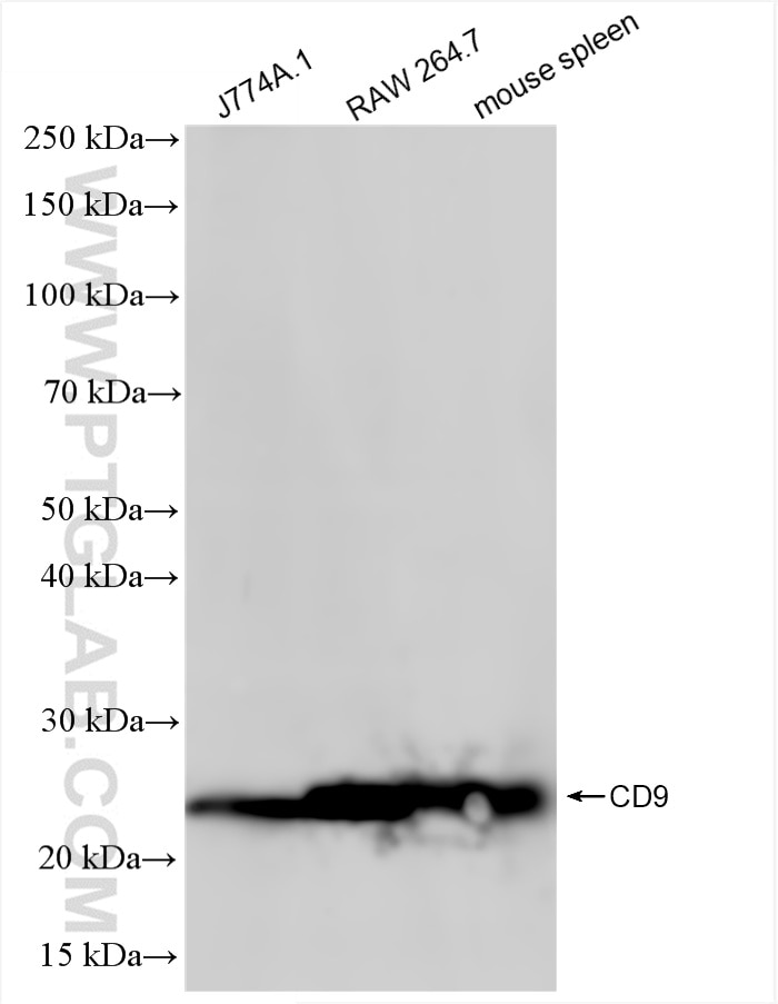 Western Blot (WB) analysis of various lysates using CD9 Recombinant antibody (84801-13-RR)