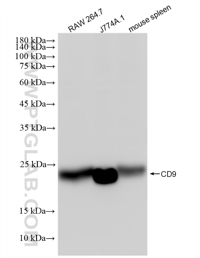 Western Blot (WB) analysis of various lysates using CD9 Recombinant monoclonal antibody (84801-13-RR)
