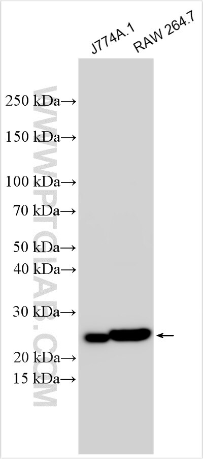 Western Blot (WB) analysis of various lysates using CD9 Recombinant antibody (84801-5-RR)