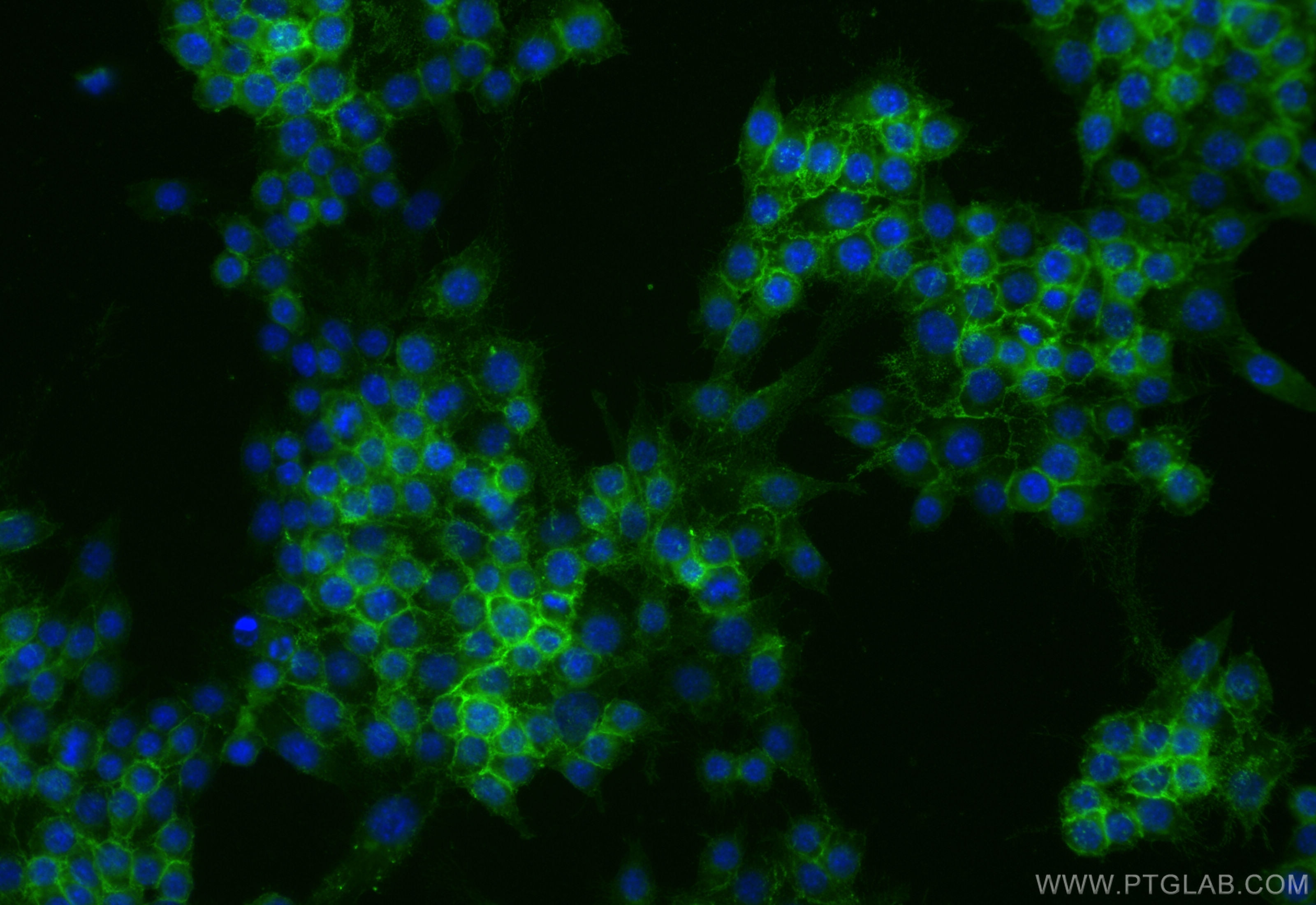 Immunofluorescence (IF) / fluorescent staining of RAW 264.7 cells using CoraLite® Plus 488-conjugated CD9 Recombinant anti (CL488-84801-4)