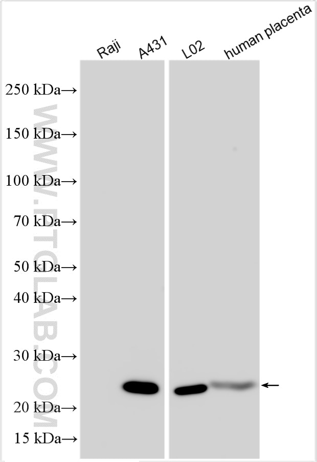 Western Blot (WB) analysis of various lysates using Multi-rAb™ CD9 Multi-Recombinant antibody (RMX00018)