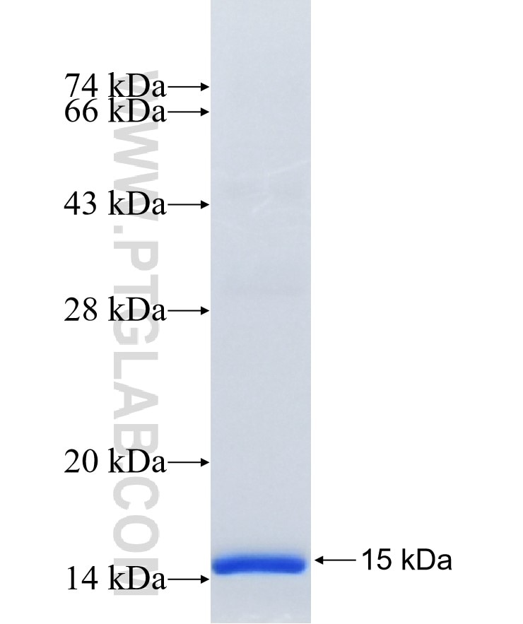 CD9 fusion protein Ag14529 SDS-PAGE