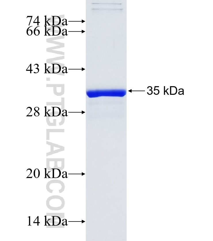 CD9 fusion protein Ag14546 SDS-PAGE