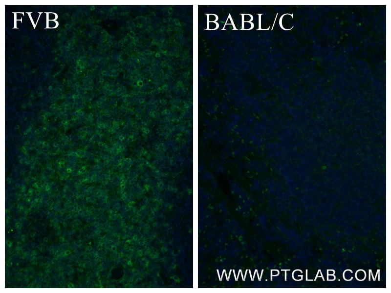 Immunofluorescence (IF) / fluorescent staining of mouse spleen tissue using CD90.1 Recombinant antibody (84832-1-RR)