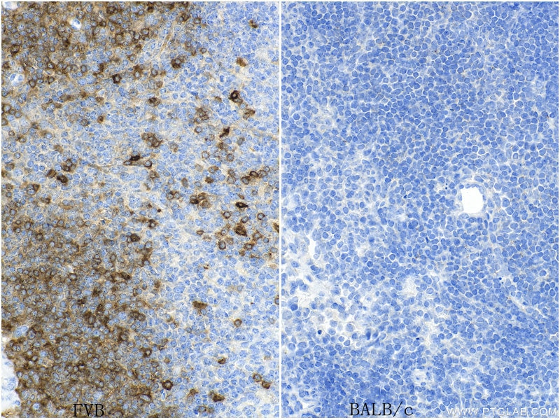 Immunohistochemistry (IHC) staining of mouse spleen tissue using CD90.1 Recombinant antibody (84832-1-RR)