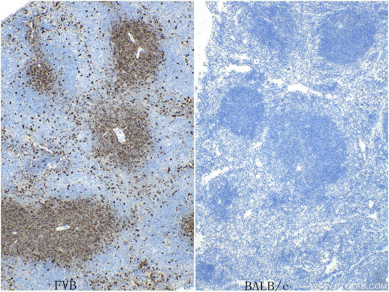 Immunohistochemistry (IHC) staining of mouse spleen tissue using CD90.1 Recombinant antibody (84832-1-RR)