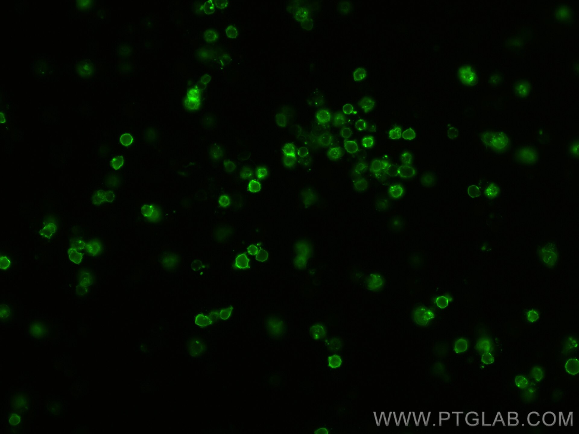 Immunofluorescence (IF) / fluorescent staining of mouse splenocytes using CoraLite® Plus 488 Anti-Mouse CD90.2 (30-H12) (CL488-65088)