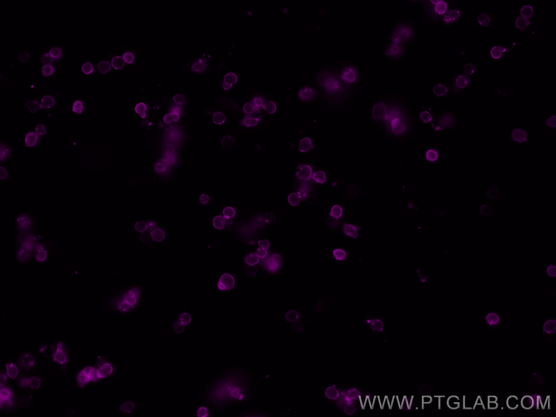 Immunofluorescence (IF) / fluorescent staining of mouse splenocytes using CoraLite® Plus 647 Anti-Mouse CD90.2 (30-H12) (CL647-65088)