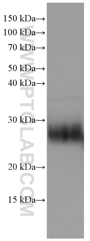 Western Blot (WB) analysis of U2OS cells using CD90 Monoclonal antibody (66766-1-Ig)