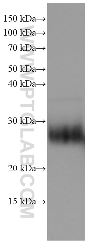 WB analysis of U2OS using 66766-1-Ig