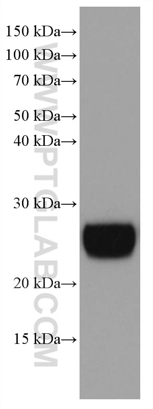 Western Blot (WB) analysis of fetal human brain tissue using CD90 Monoclonal antibody (66766-1-Ig)