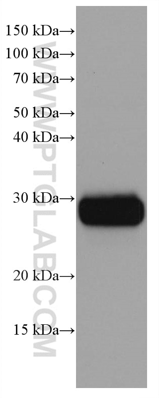 Western Blot (WB) analysis of pig brain tissue using CD90 Monoclonal antibody (66766-1-Ig)